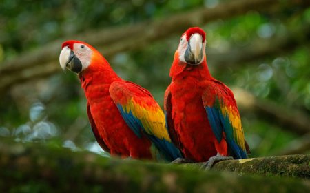 പറവകൾ പറന്നകലുകയാണ്