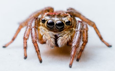 ചിലന്തി : ജീവ വിസ്മയം..