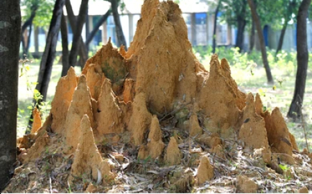 ചിതൽ ചിന്തകൾ