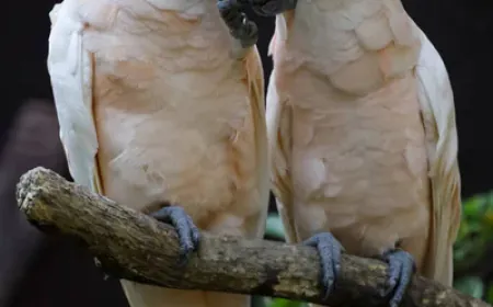 ഇസ്ലാമിലെ ബഹുഭാര്യത്വം