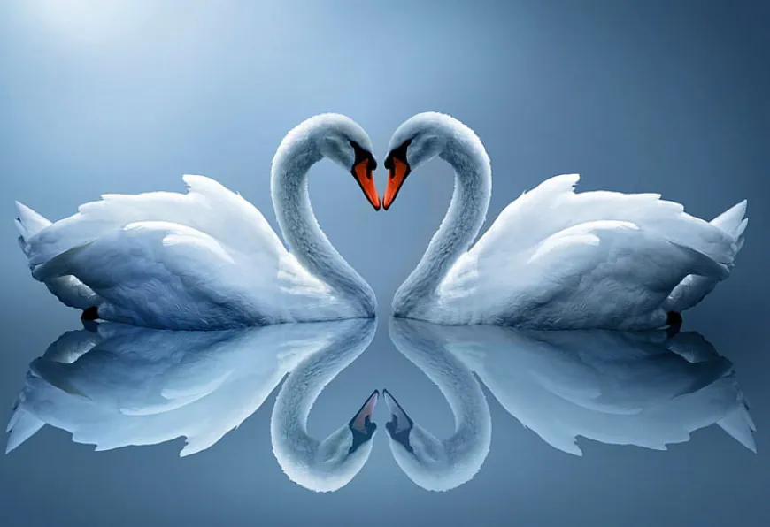 ബഹുഭാര്യത്വം